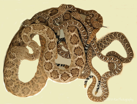 six rattlesnakes