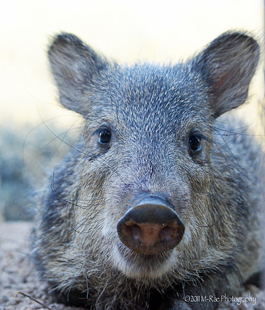Javelina up close